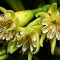 Bruguiera cylindrica (White Burma Mangrove) シロバナヒルギ in Cairns<br />Canon EOS KDX (400D) + EFS60 F2.8